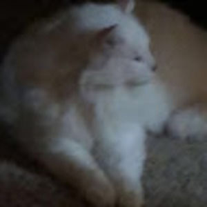 Meet your Posher, Summer